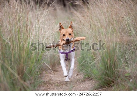 Similar – Image, Stock Photo On the dog come hodgepodge