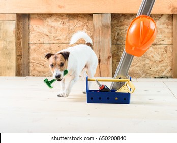 Dog At Construction Site Coming On Camera And Fetching Hammer