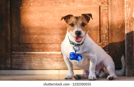 Dog with container for doggy poop bags on collar in front of door ready to go for a walk