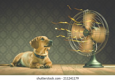 The dog is cooling down with the fan while watching the yellow ribbons in motion. Depth of field in eyes line and center of the fan.