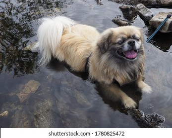 A Dog Cooling Down In A Stream On A Hike In The Summer Heat.