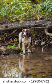 A Dog Cooling Down In A Stream On A Hike In The Summer Heat