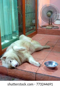 Dog Cooling Off In The Bangkok Heat.