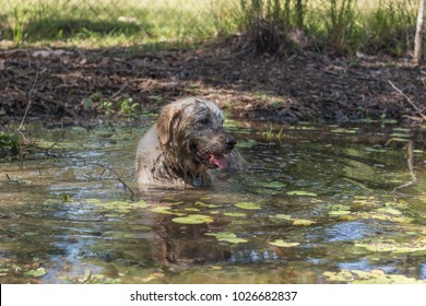 Dog Cooling Off In Dirty Water - Dirty Golden Retriever