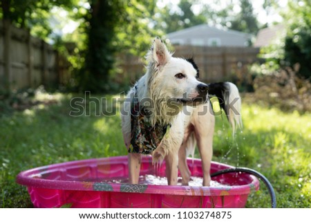 Dog cooling off in kiddy pool