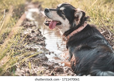 The Dog Cooling Off In A Mud And Water ,on The Summer Day.