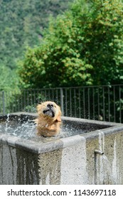 A Dog Cooling Off On A Hot Summer's Day