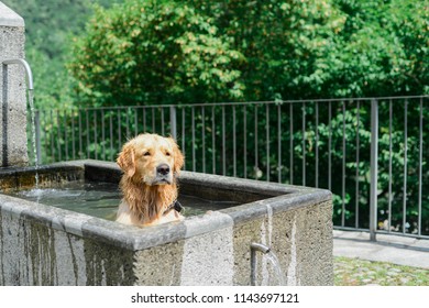 A Dog Cooling Off On A Hot Summer's Day