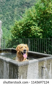 A Dog Cooling Off On A Hot Summer's Day