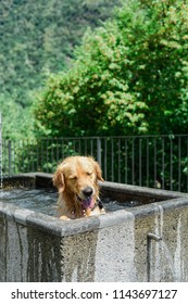 A Dog Cooling Off On A Hot Summer's Day