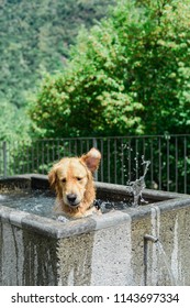 A Dog Cooling Off On A Hot Summer's Day