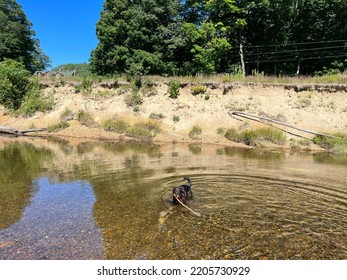 Dog Cooling Off On A Hot Summer’s Day