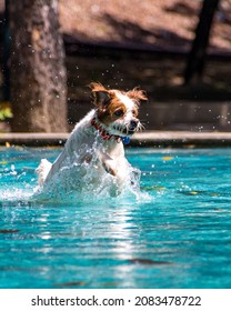 Dog Cooling Off In The Park