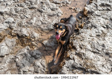 Dog Cooling Off In A Pool Of Water On The Rocks