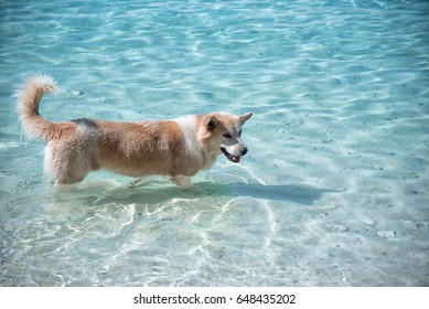 A Dog Cooling Off In The Sea On The Shining Day.