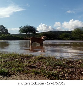 A Dog Cooling Off  And Sunny Day