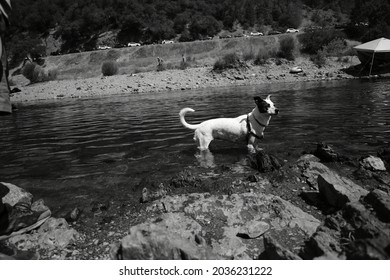 Dog Cooling Off In Water.