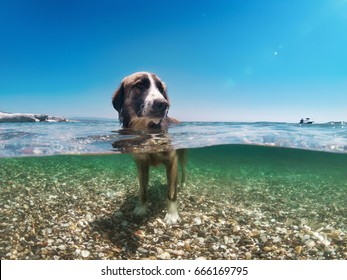 Dog Cooling In The Sea, Half Underwater Shot