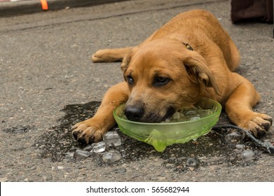 Dog Cools Head In Bucket Of Ice