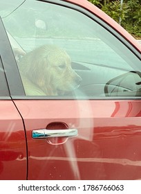 Dog Co-Pilot In Red Subaru 