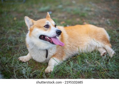 Dog Corgi Royal Lies On The Grass