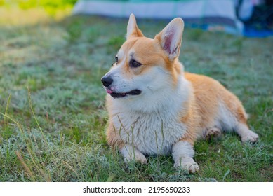 Dog Corgi Royal Lies On The Grass