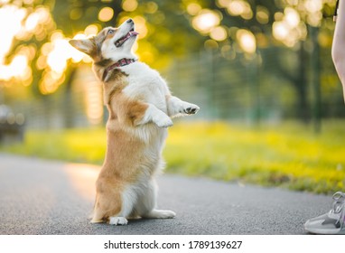 Dog Corgi Standing On His Two Hind Legs, Doing A Trick And Training With The Owner, In The Park 