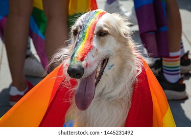 Dog Covered With Rainbow Flag At The Event. Gay Flag Painted On Dogs Nose During Celebration Supporting LGBT Community Rights