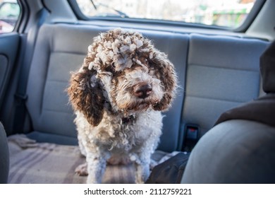 dog covered in snow standing in car back seat