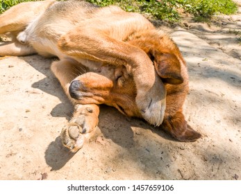 Dog Covering Ears Images Stock Photos Vectors Shutterstock