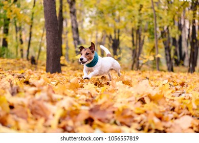 Jumping In The Leaves Stock Photos Images Photography Shutterstock