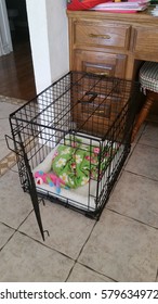 Dog Crate