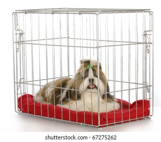 Dog In A Crate - Purebred Shih Tzu Puppy On White Background