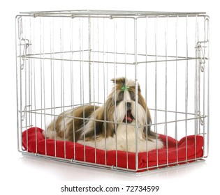 Dog In A Crate Yawning - Shih Tzu Bored Of Being Crated On White Background