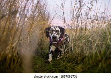 Dog Crawling In The Tall Grass