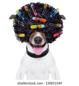 Dog With A Crazy Curly Afro Look Wig And Hair Curlers