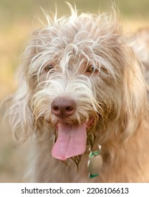 Dog With Crazy Hair At Dog Park