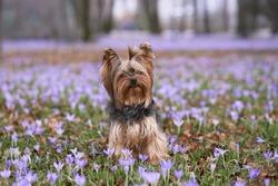 Dog In Crocus Flowers. Pet In Nature Outdoors. Yorkshire Terrier Sitting In The Grass In Spring 