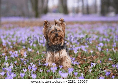 dog in crocus flowers. Pet in nature outdoors. Yorkshire Terrier sitting in the grass in spring 