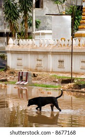 a dog crossing a flooding street