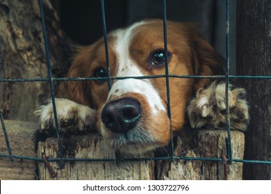 72,665 Adopt dog Images, Stock Photos & Vectors | Shutterstock