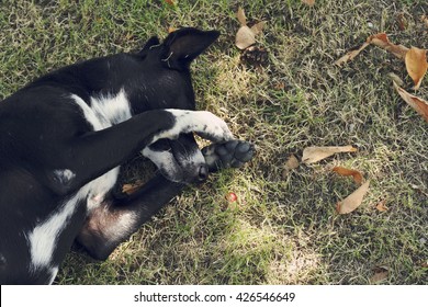 Dog Crying On Grass With Copyspace For Text