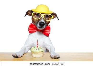 Dog With A Cupcake