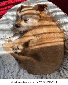 A Dog Curls Up, Fetus Position, Lying In The Sun, Napping. 