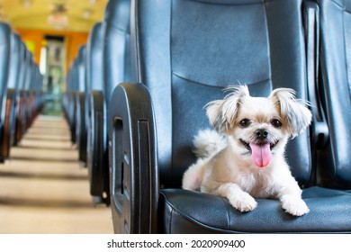 Dog So Cute Beige Color Mixed Breed With Shih-Tzu, Pomeranian And Poodle On Car Seat Inside A Railway Train Cabin Vintage Style Wait For Vacation Travel Trip