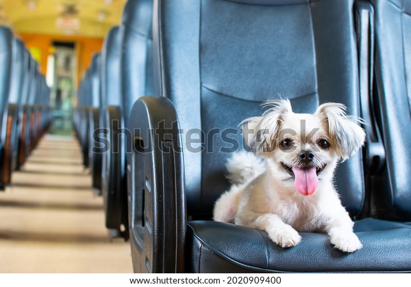 Dog so cute beige color mixed\
breed with Shih-Tzu, Pomeranian and Poodle on car seat inside a\
railway train cabin vintage style wait for vacation travel\
trip
