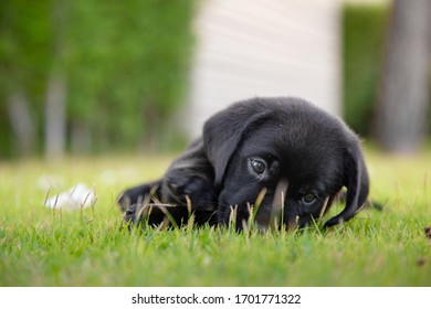 
 Dog Cute Labrador Puppies One month old, fun