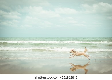 Dog So Cute Mixed Breed With Shih-Tzu, Pomeranian And Poodle  Travel Run On Beach, Beige Color , Process In Vintage Style