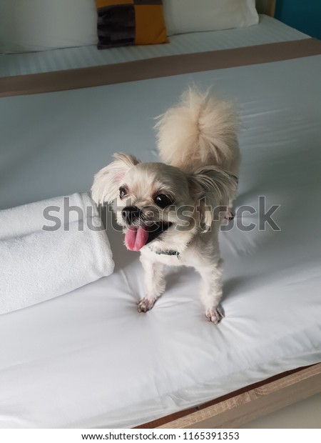 Dog Cute Mixed Breed Shihtzu Pomeranian Stock Photo Edit Now