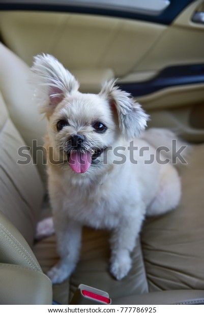 Dog so cute\
mixed breed with Shih-Tzu, Pomeranian and Poodle sitting on car\
seat inside a car wait for travel\
trip